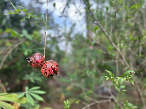 Rom&atilde; Pendurado
