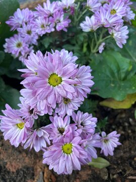 Florir