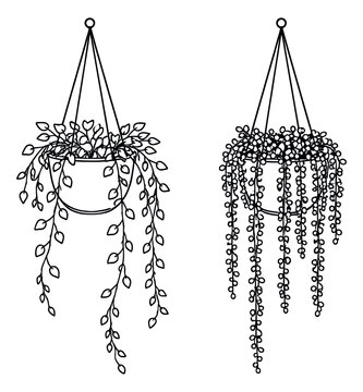 Hand drawn line art hanging plants set featuring string of pearls and trailing leaves for home and garden designs