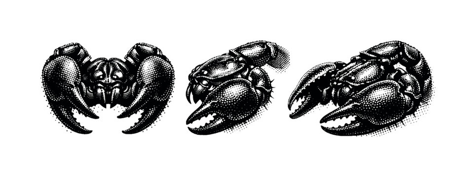 Emperor scorpion head and pedipalps A realistic emperor scorpion head and pedipalp structure represented as one object in three views: frontal view, side