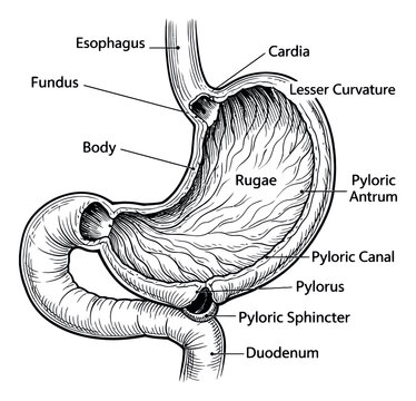Hand drawn line art illustration of human stomach depicting its labeled internal anatomy for medical education
