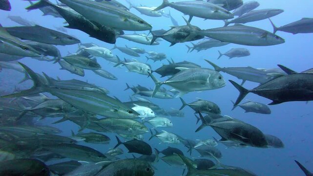 Richelieu Rock, Thailand: Slow motion underwater footage of a large group of giant, Bigeye trevally and tuna fishes during a dive in the blue in the Richelieu Rock site in the Andaman sea in Thailand