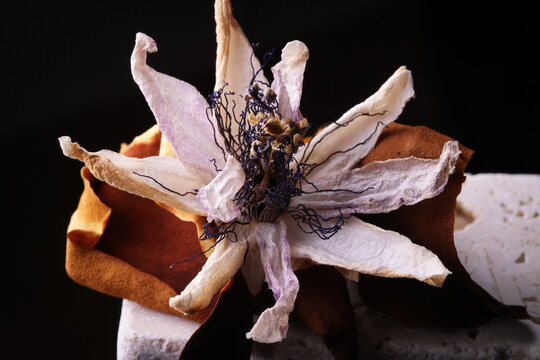Fiori ormai appassiti di passiflora, isolati in primo piano, composizione su fondo nero