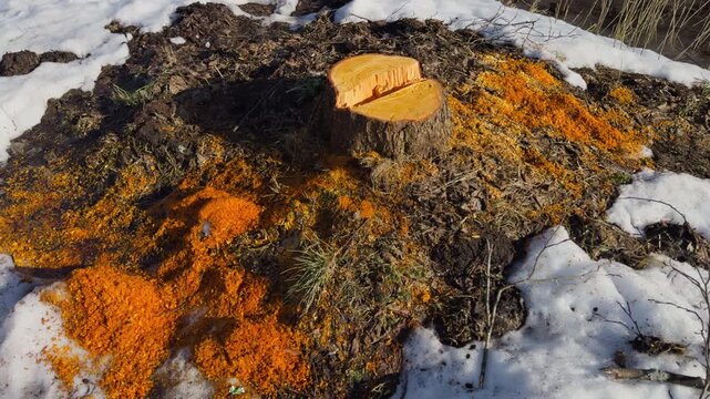 Tree growth illustration. Detailed view of tree rings and environment. Visualization of timber layers within melting snowy landscape