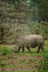 Fototapeta premium Southern White Rhinoceros Walking in Natural Habitat