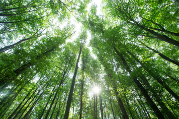 Fototapeta premium Forest trees. nature green wood sunlight backgrounds