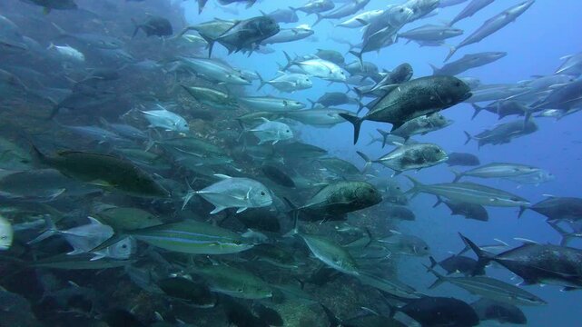 Richelieu Rock, Thailand: Slow motion underwater footage of a large group of giant, Bigeye trevally and tuna fishes during a dive in the blue in the Richelieu Rock site in the Andaman sea in Thailand
