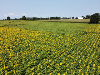 Fototapeta premium Sunflower field, aerial view