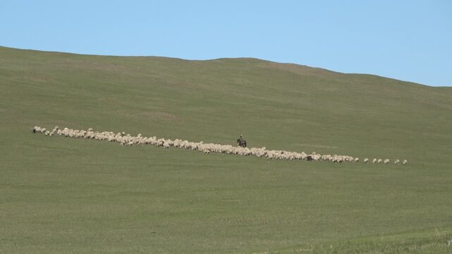 A herd of goats grazes in a mountain pasture.

