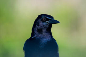 Fototapeta premium Common Grackle Bird Portrait with Iridescent Feathers and Blurred Background