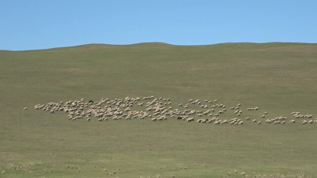 A herd of goats grazes in a mountain pasture.

