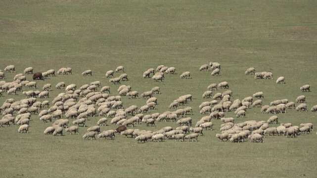 A herd of goats grazes in a mountain pasture.

