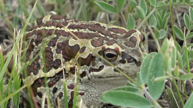 Mongolian toad close up. Dauria. Russia