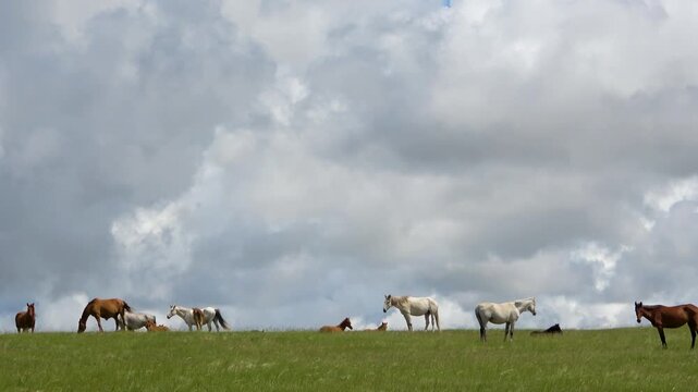 Herd of horses on a summer pasture against the backdrop of a blue sky with white clouds
