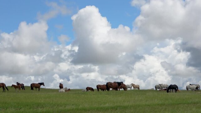 Herd of horses on a summer pasture against the backdrop of a blue sky with white clouds
