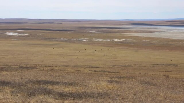 Herd of horses on a summer pasture against the backdrop of a blue sky with white clouds
