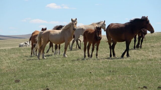 Herd of horses on a summer pasture against the backdrop of a blue sky with white clouds
