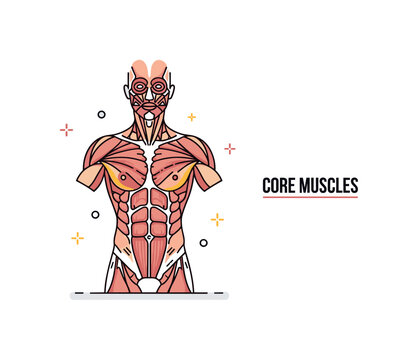 Muscle structure human torso concept with a minimal front facing silhouette highlighting major muscle groups in contrasting tones, symbolizing physical health