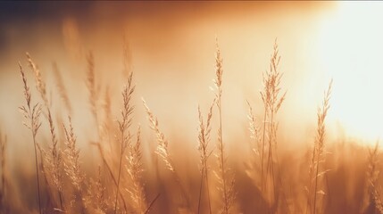 Naklejka premium Abstract natural background featuring a close-up of grass blades at sunset with shallow depth of field, perfect for nostalgic, organic, or seasonal themes.