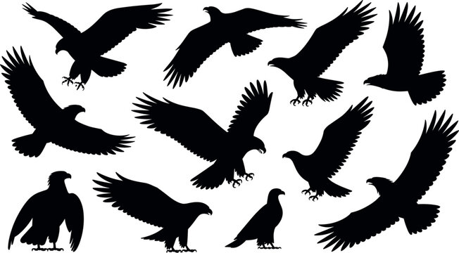 Collection of eagle silhouettes isolated on white background, flying and perched birds of prey for wildlife, freedom, and nature design use