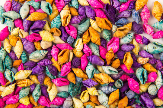A collection of diverse, small Mitra (miter) seashells featuring intricate spiral patterns and vibrant striped colors in orange, brown, and pink tones.