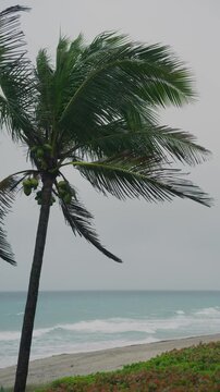 Windy palm tree in rain by ocean during tropical storm on overcast day
