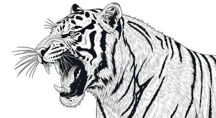 Obraz premium Detailed illustration depicts a fierce tiger roaring with bared fangs