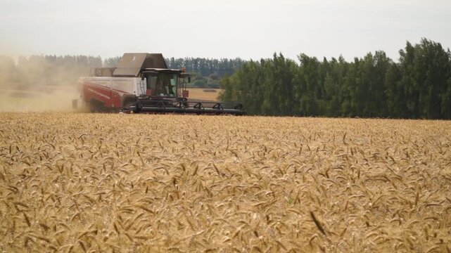 Work, combines, harvesting, wheat, tractor, moving, wheat field, autumn, picker, grain, field, harvest, season, beautiful, natural, airy, landscape