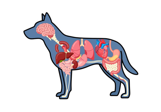 Diagram illustrating the internal organs within the silhouette of a dog