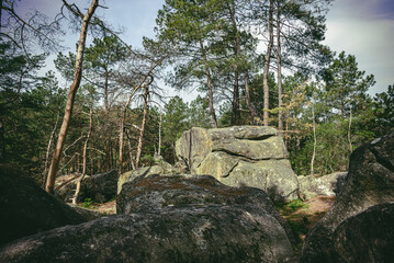 Ancient sandstone boulder in Fontainebleau forest, France. Famous bouldering and outdoor climbing destination in a pine woodland © sam5985
