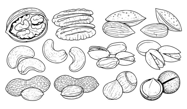 Vintage botanical nuts coloring page vector set with hand sketched walnut almond cashew and pistachio illustrations