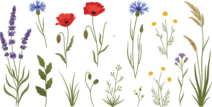 Wildflower and meadow herb vector illustration set featuring lavender poppies cornflowers and chamomile for botanical patterns and floral wedding stationery.