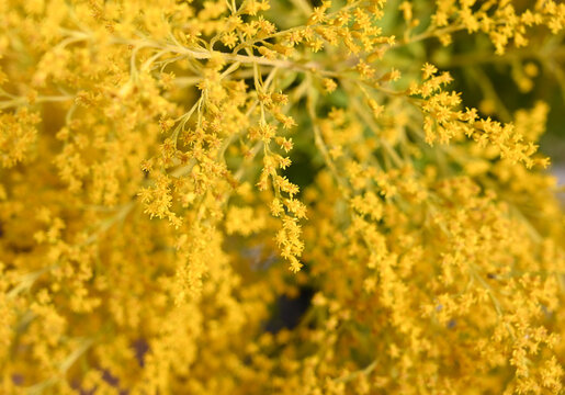 Dense Goldenrod Inflorescence Macro