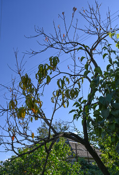 Autumn Tree Branches Against Clear Blue Sky