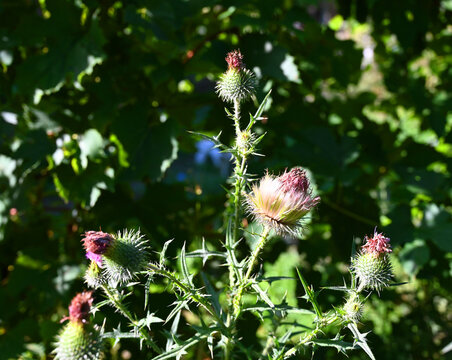 Developing Thistle Blooms in Sunlight