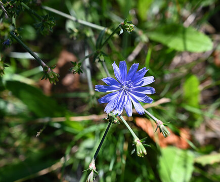 Vibrant Blue Chicory Flower in Natural Sunlight