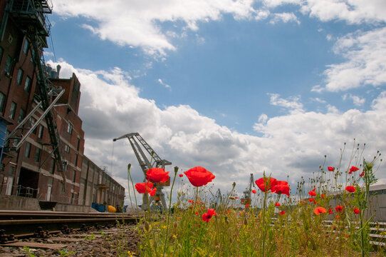 Klatschmohn im Binnenhafen