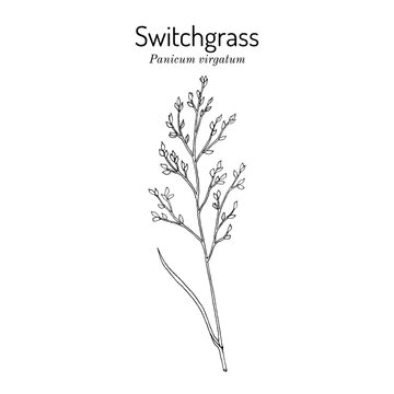 Switch Grass (Panicum virgatum), bio-fuel plant. Hand drawn vector illustration