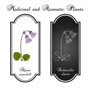 Alpine snowbell or blue moonwort (Soldanella alpina), medicinal plant. Hand drawn botanical vector illustration