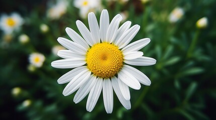 Fototapeta premium A photo of a close-up of a chamomile flower in bloom