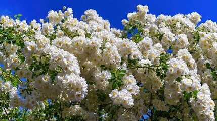 Close-up of white bush roses in full bloom against a soft blue sky, embodying spring garden beauty.