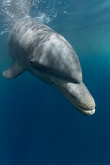 Close up portrait of wild bottlenose dolphin looking at camera underwater, Caribbean sea, Guadeloupe © TimmyPhotography