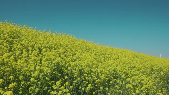 春風に揺れる菜の花畑