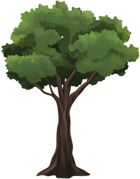Detailed botanical illustration of a broadleaf tree suitable for nature, environmental, or educational content.