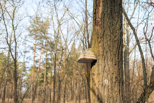 Large white tinder fungus or hoof fungus growing on the side of a mossy tree trunk in a winter forest setting.