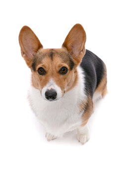 tri color corgi sitting