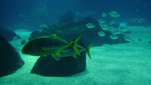 Two Golden Trevally with distinct yellow fins and black stripes swim through the blue water of a large marine aquarium