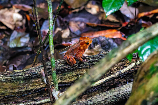 A South American Common Toad (Rhinella margaritifera) with cryptic leaf-like camouflage perches on a log in the French Guiana rainforest floor.