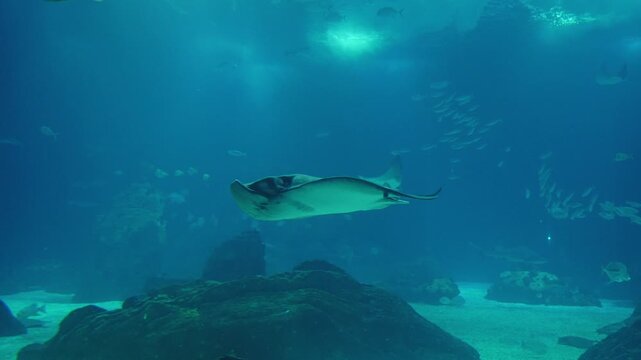 Graceful manta rays and schools of fish glide through the deep blue waters of a large-scale aquarium. The stunning underwater scene captures the serene movement of marine life in oceanic habitat. 