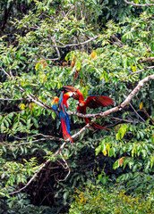 Pair of scarlet macaws perched and interacting on a tree branch in the lush tropical canopy of French Guiana, South America. © Valentin